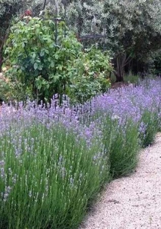 LAVANDULA angustifolia HIDCOTE